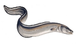 Conger eel 
